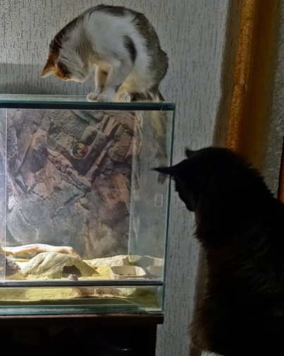 Dibi i Furia obserwują gekona